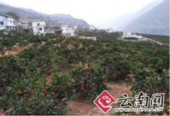 云南永善农业专业合作社注册资金达4.9亿元 带