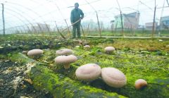丰都县,利用发酵和高温杀菌后的牛粪培育种植的菌菇.