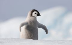 来自南极大陆!超可爱企鹅壁纸大放送